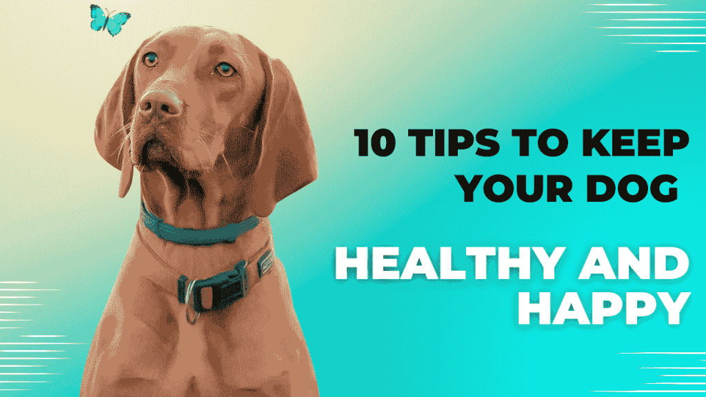 10 tips to keep your dog healthy and happy