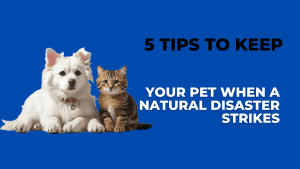 5 Tips to Keep Your Pet When a Natural Disaster Strikes