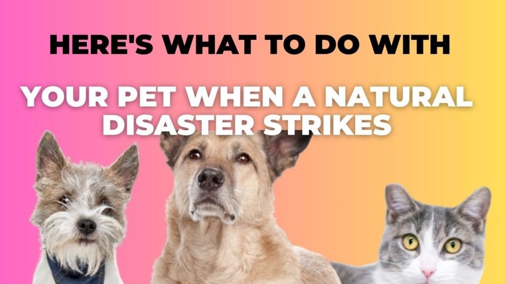 Here's What to Do with Your Pet When a Natural Disaster Strikes