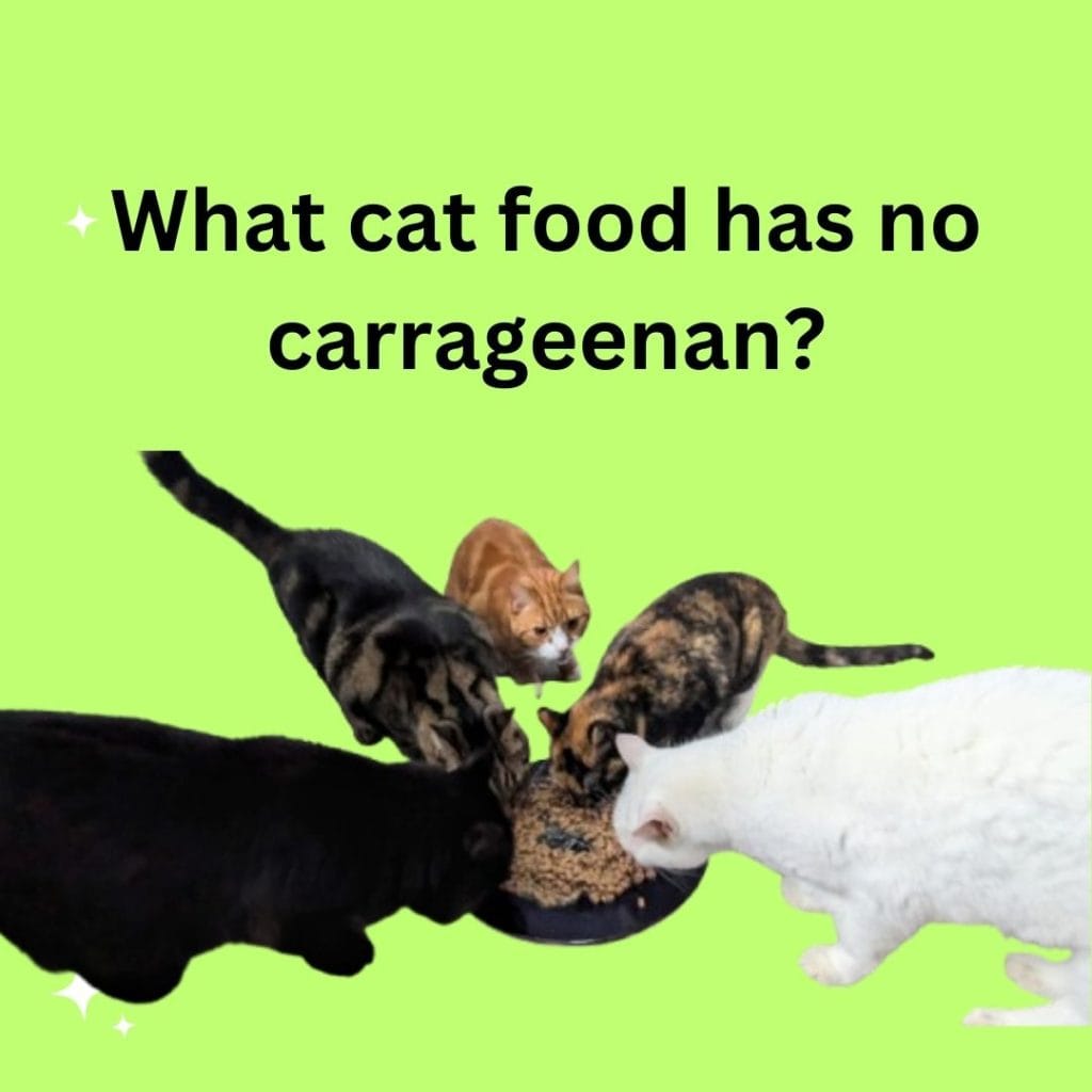 Is carrageenan harmful to cats   What cat food has no carrageenan